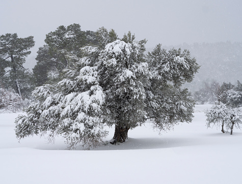 Snow falls on the background of an olive tree in winter in a Greek village in Greece