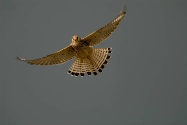 Lesser Kestrel Lesser krestel flying Falco naumanni falcon bird stock pictures, royalty-free photos & images