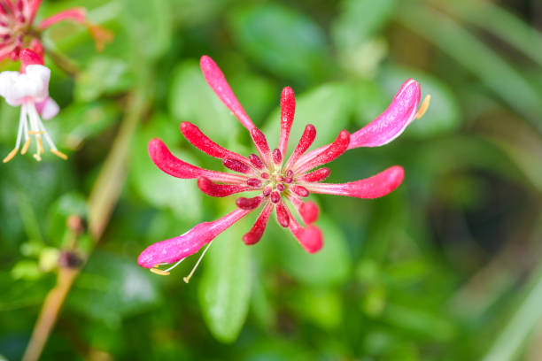 flor floreciente de serotina en el jardín durante el verano - honeysuckle pink fotografías e imágenes de stock