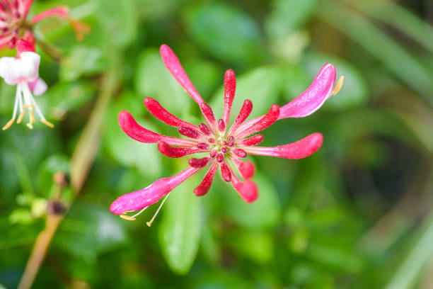 fiore in fiore di serotina in giardino durante l'estate - honeysuckle pink foto e immagini stock
