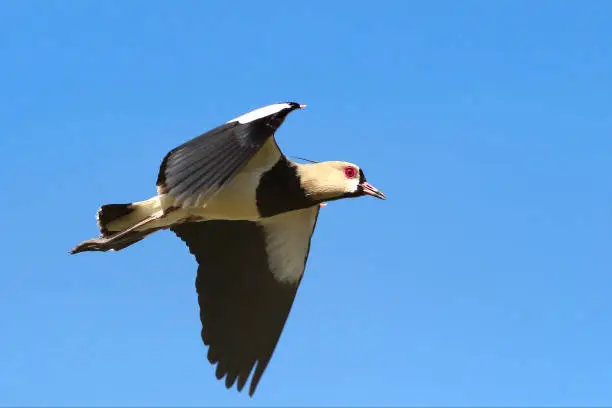 Southern Lapwing (Vanellus chilensis) flying in the blue sky.