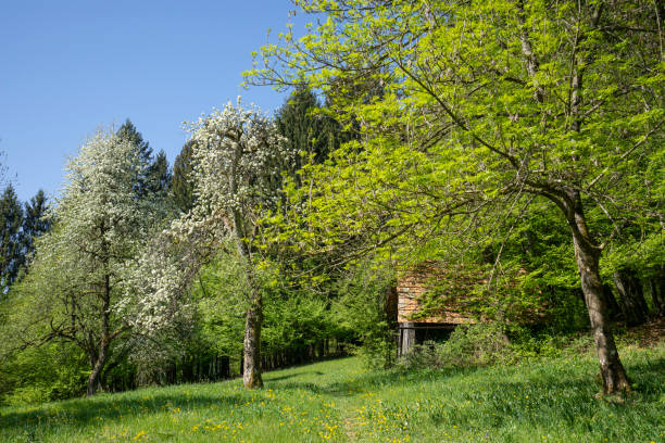 istock Green meadow with trees and hut in the background 1302984565