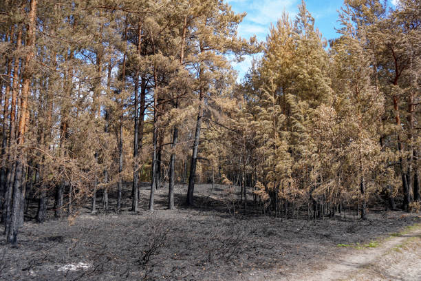 istock Aftermath of a fire in woodland 1302985670