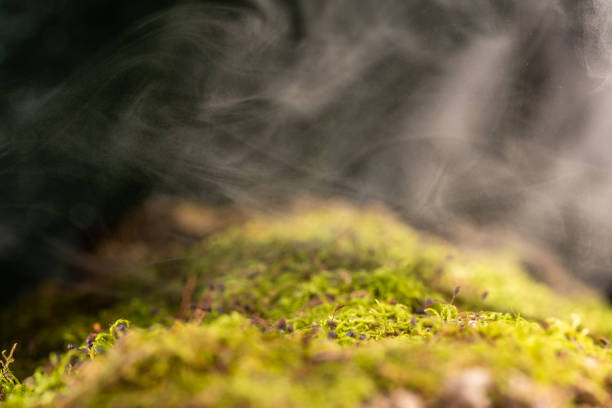 istock Fog in the forest, fresh morning in the forest, green moss. 1302985902