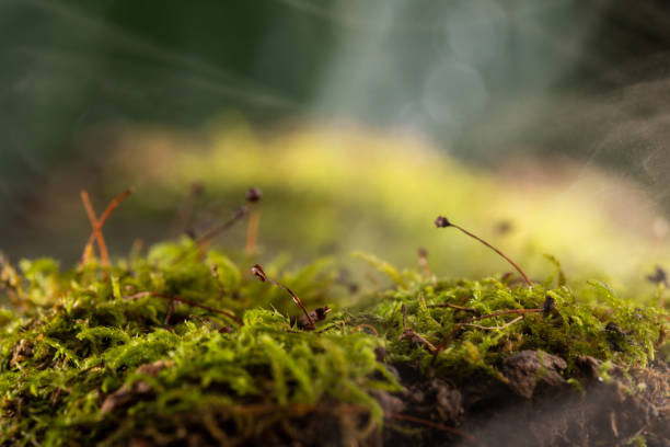 istock Fog in the forest, fresh morning in the forest, green moss. 1302985932
