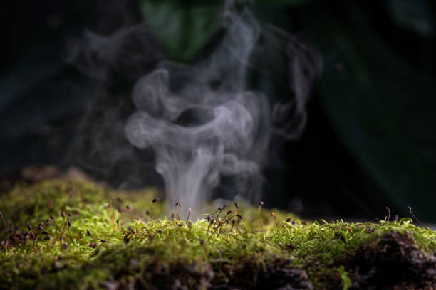 istock Fog in the forest, fresh morning in the forest, green moss. 1302985953