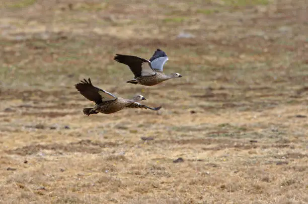 Blue-winged Goose (Cyanochen cyanoptera) pair in flight over upland moor"n"nBale Mountains NP, Ethiopia             April