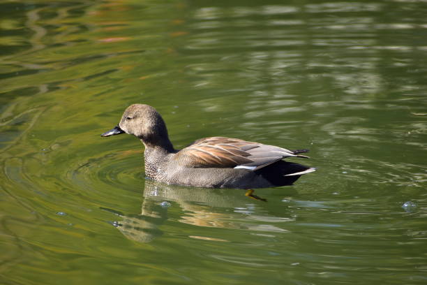 istock Portrait of gadwall 1302988845