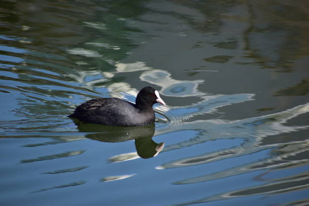 istock Portrait of common coot 1302988873