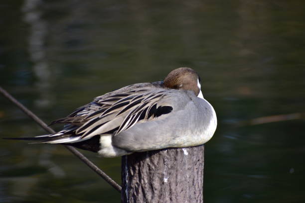 istock Portrait of pintail 1302988971