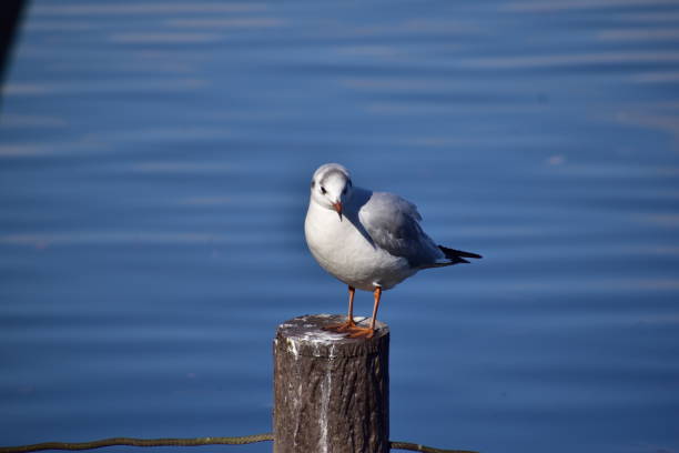 istock Portrait of black headed gull 1302988998