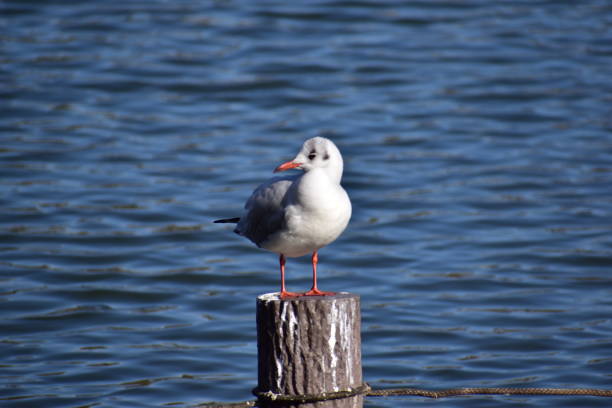istock Portrait of black headed gull 1302989015