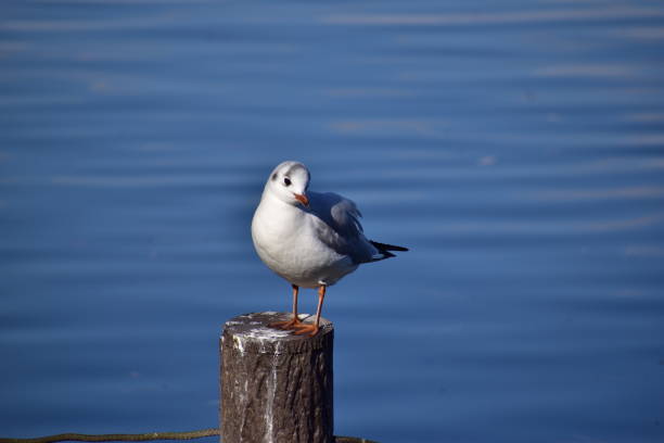 istock Portrait of black headed gull 1302989031