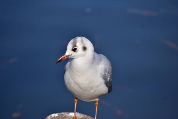 istock Portrait of black headed gull 1302989910