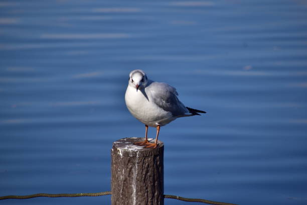 istock Portrait of black headed gull 1302989914