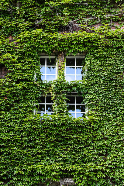 istock Ivy windows in the old building, summer sunny weather 1302989993