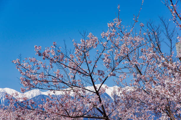 istock Cherry Blossams in Nagano 1302990797
