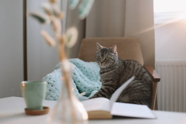 istock cute cat in a cozy home interior 1302990847