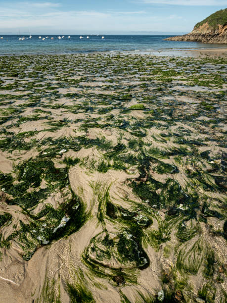 istock Coast near Corsen Point 1302992560