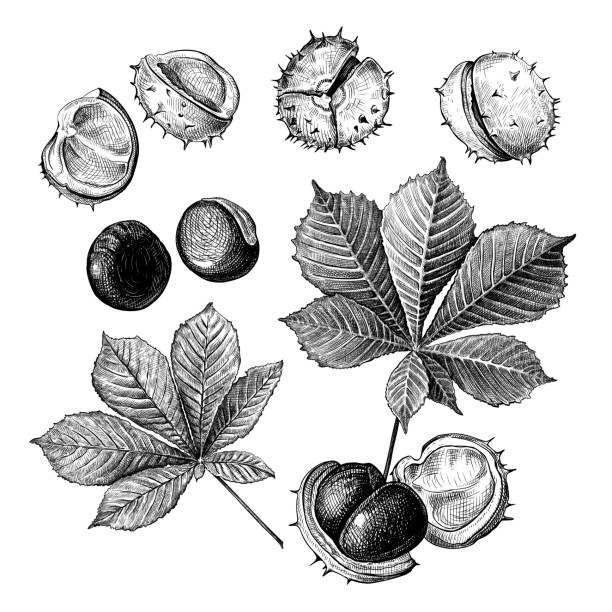 Chestnut sketch set Set of different hand drawn leaves and fetus of chestnuts. Vector illustration in sketch style, botanical design elements isolated on a white background buckeye nut stock illustrations