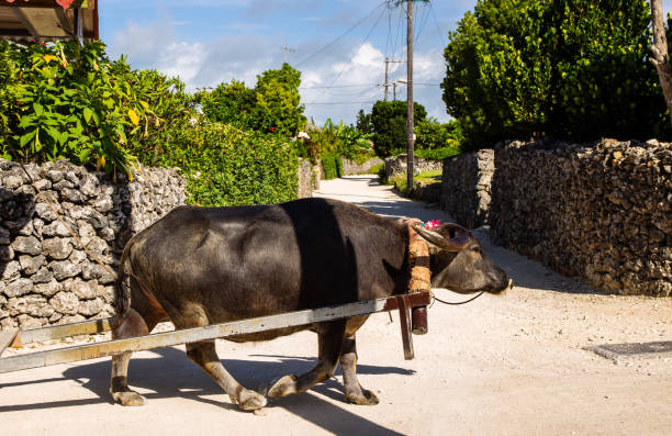 Front view of a tied buffalo standing still