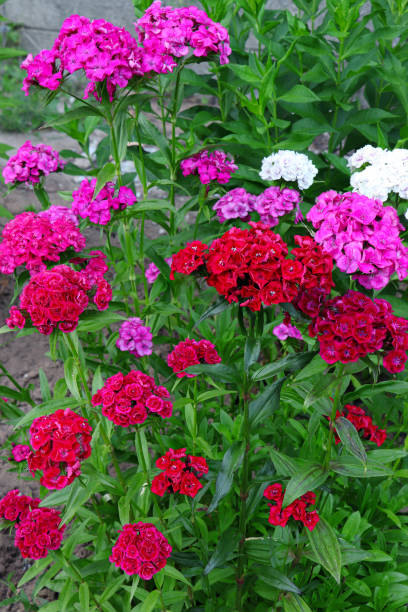 Dianthus barbatus. Blooming turkish carnation. Summer flowers. William dianthus. Flowers in the garden Dianthus barbatus. Blooming turkish carnation. Summer flowers. William dianthus. Flowers in the garden. dianthus barbatus stock pictures, royalty-free photos & images