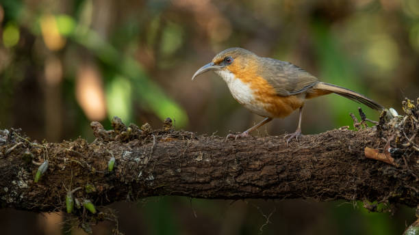istock Rusty-Cheeked Scimitar Babbler perching on a perch looking into a distance 1302997820