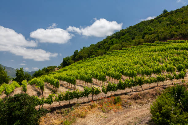 istock Vineyards - Colchagua Valley - Chile 1302999904