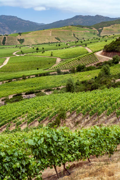 istock Vineyards - Colchagua Valley - Chile 1302999955