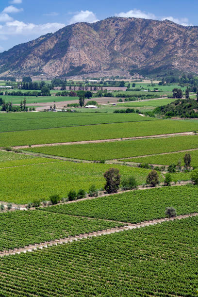 istock Vineyards - Colchagua Valley - Chile 1302999981