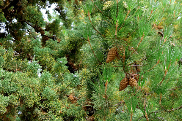 pęczki szyszek sosnowych na drzewie jesienią patagonii, argentyna - tree patagonia autumn green zdjęcia i obrazy z banku zdjęć