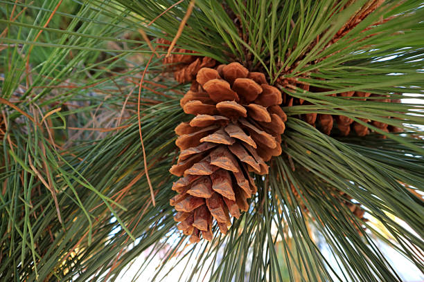 closeup a natural conifer cone on its tree - tree patagonia autumn green imagens e fotografias de stock