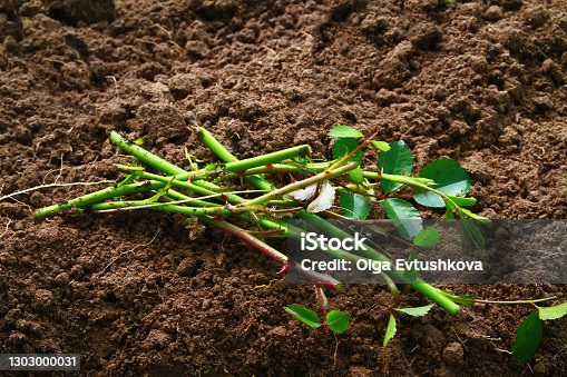 istock Cut from the bush rose cuttings are prepared for planting in the ground 1303000031