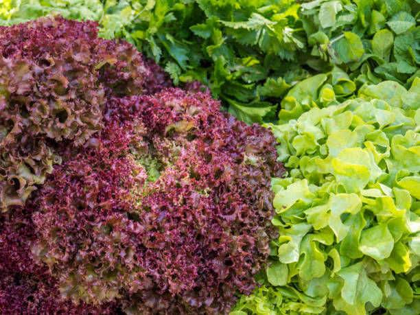 istock salad Lollo Rosso in a field 1303002066