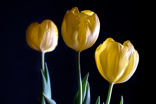 three yellow tulips on black background