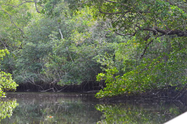 istock A River and mangroves in Florida 1303002675