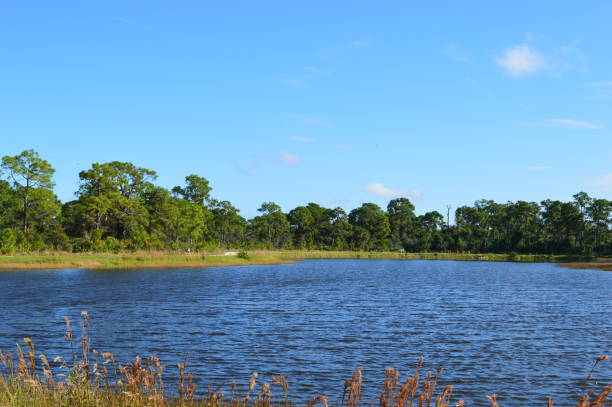 istock Rural Florida with blue sky 1303002939