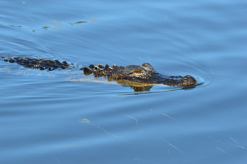 Kleiner Alligator in Florida