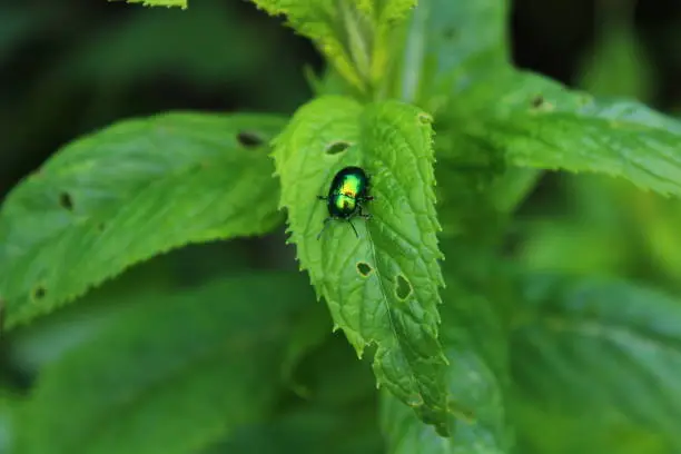 leaf beetle on a peppermint leaf in the garden