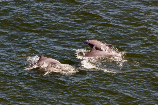 istock porpoise 1303007819