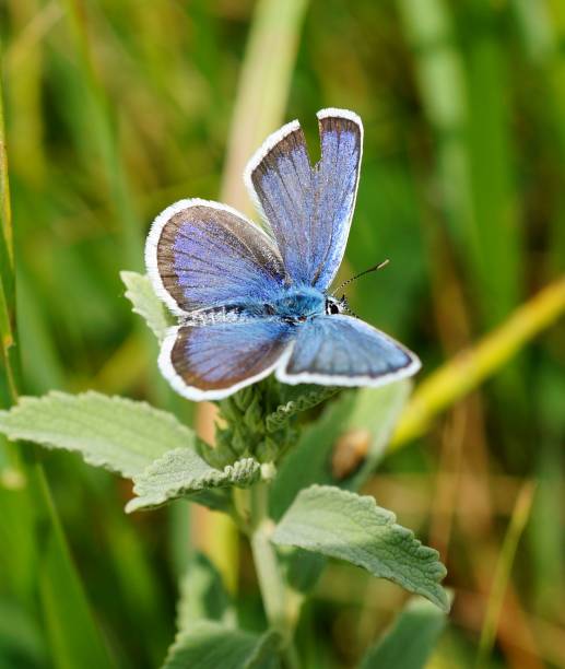 istock A blue butterfly on a green flower. 1303008689