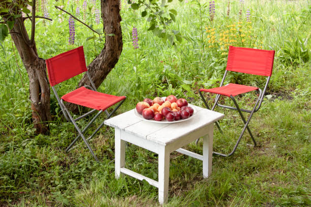 istock White small table, red folding chairs made of fabric on the grass. Fruit plate - plums, apples, apricots 1303009741