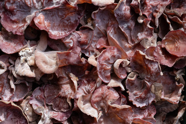 istock Ear mushroom or jelly ear mushroom background and texture. 1303009971