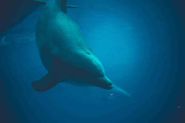 istock dolphin swimming in a pool 1303010581