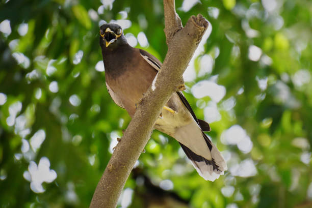 istock Common Myna bird in Delhi 1303010587