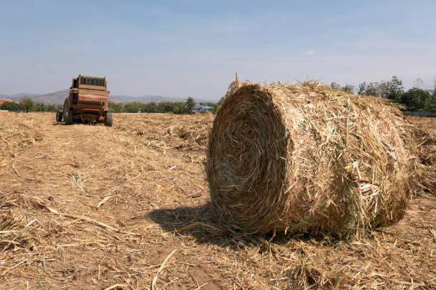 istock straw baling machines working on sugarcane farm 1303010636