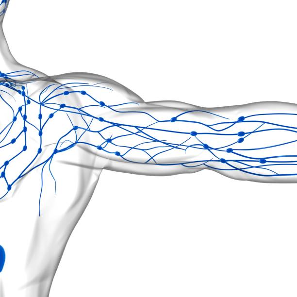istock Human Lymph Nodes Anatomy For Medical Concept 3D Rendering 1303010901