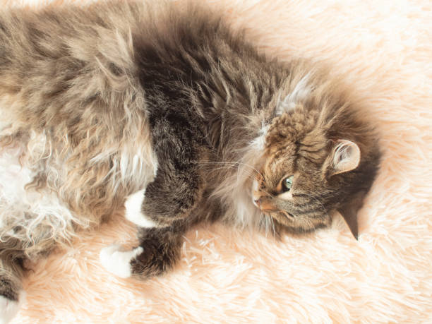 junge flauschige ingwer sibirische katze liegt auf dem bett und schaut nach oben und entspannend, schöne haustiere, top-ansicht - pets bed bedroom animal stock-fotos und bilder
