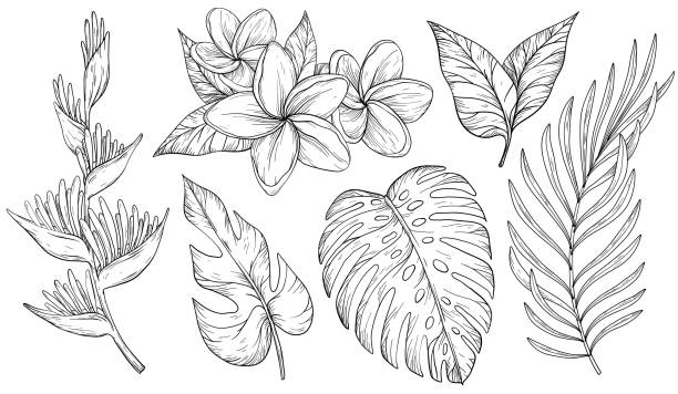 satz von tropischen blättern. palme, bananenblatt, monstera, heliconia und frangipani blumen. schwarz und weiß - heliconia stock-grafiken, -clipart, -cartoons und -symbole