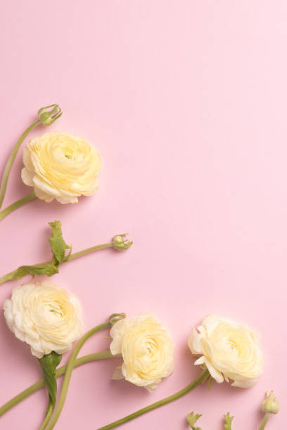 istock Flowers composition with flowers on pastel pink background. Flat lay, top view, copy space 1303016629